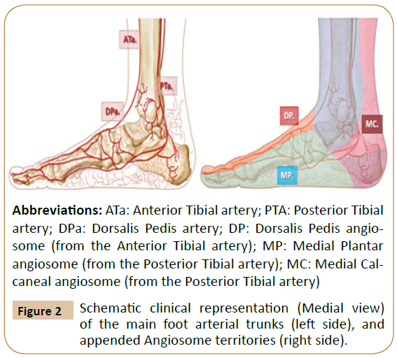 posterior tibial artery foot